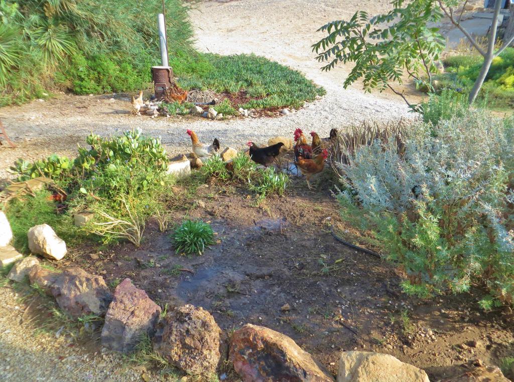 Succah In The Desert Мицпе Рамон Екстериор снимка