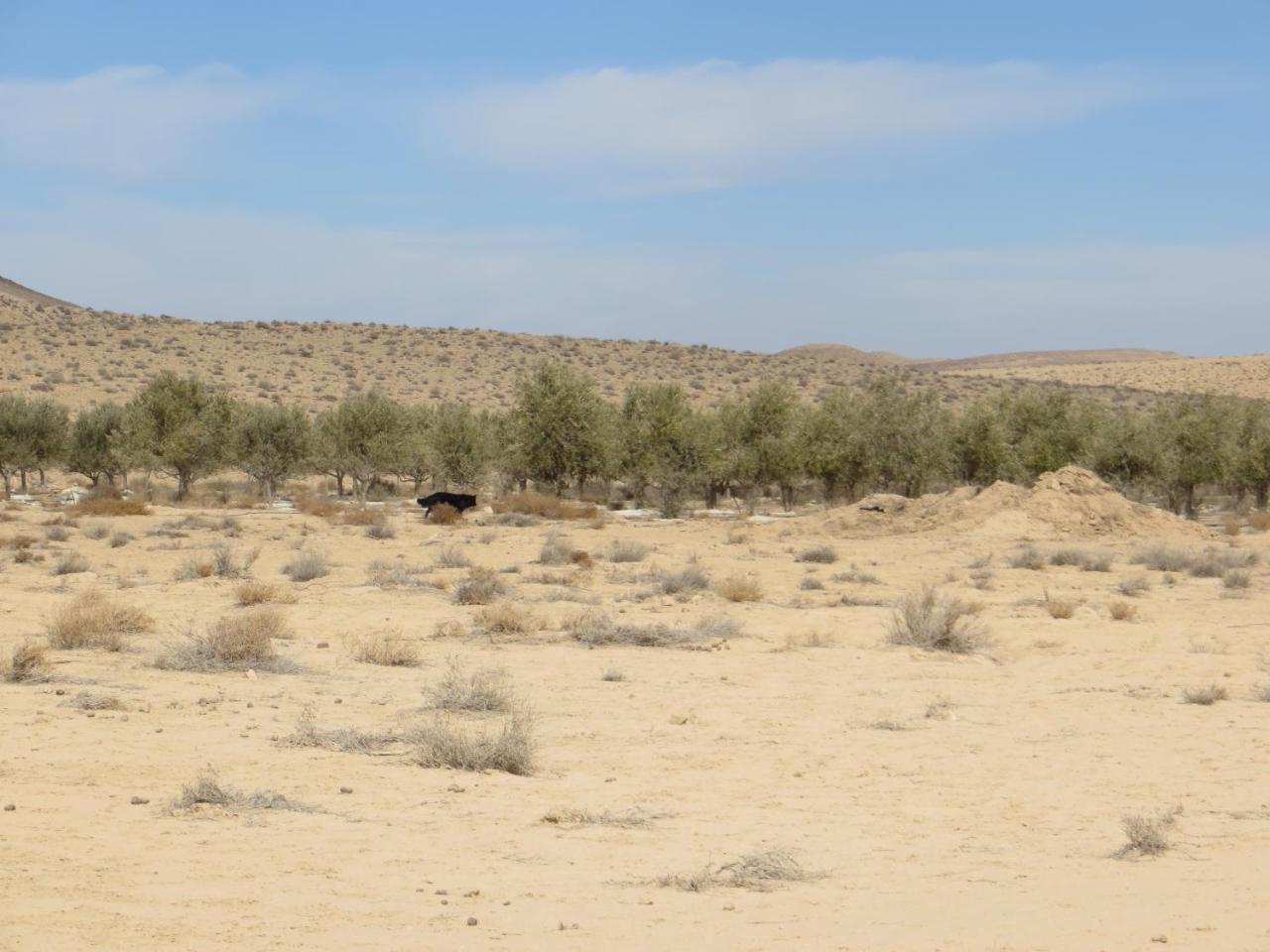 Succah In The Desert Мицпе Рамон Екстериор снимка